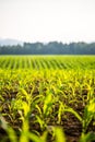 Field of young maize plants Royalty Free Stock Photo