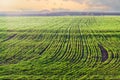 Field of winter wheat in the morning at early spring