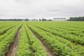 Field with young shoots of agricultural crop, agriculture Royalty Free Stock Photo