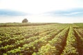 Field of young soybean plants Royalty Free Stock Photo