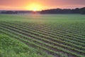 Field of young soybean plants at sunrise