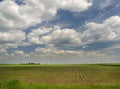 Field with young stalks against the sky with clouds