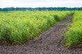 A field of young switchgrass