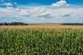 Field of young, tall, green corn, in the phase of the formation of the rock