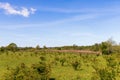 Field of young tree seedlings and blue clear sky Royalty Free Stock Photo
