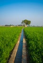 Field of young wheat, Agricultural irrigation system watering a green wheat field in India Royalty Free Stock Photo