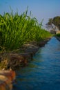 Field of young wheat, Agricultural irrigation system watering a green wheat field in India Royalty Free Stock Photo