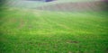 The field of young wheat. Background green grass