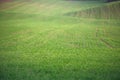 The field of young wheat. Background green grass Royalty Free Stock Photo