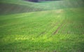 The field of young wheat. Background green grass Royalty Free Stock Photo