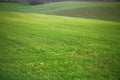 The field of young wheat. Background green grass Royalty Free Stock Photo