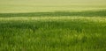 The field of young wheat. Background green grass. Royalty Free Stock Photo