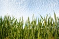 The field of young wheat. Background green grass. Royalty Free Stock Photo