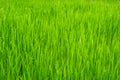 The field of young wheat. Background green grass. Royalty Free Stock Photo