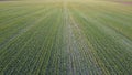 Field with young wheat crops. Rows of germinating grain.