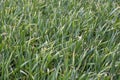 Field of young wheat with diseased bald and withered ends