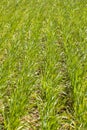 Field of young wheat. Green bright grass for background  young wheat Royalty Free Stock Photo