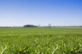 A field with young wheat seedlings. Young green wheat growing in the soil. The concept of natural farming and agriculture Royalty Free Stock Photo