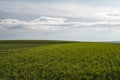 Field of young wheat seedlings growing in autumn. Young green wheat growing in soil. Agricultural proces. Close up on