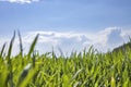 The field of young wheat under blue sky spring backdrop. Background green grass. Agriculture concept Royalty Free Stock Photo