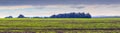 Field of young winter wheat near the forest in the distance, panorama. Rural landscape with field and gloomy sky Royalty Free Stock Photo