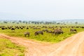 Field with zebras and blue wildebeest at crossroad Royalty Free Stock Photo