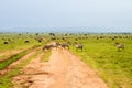 Field with zebras and blue wildebeest and dirt road Royalty Free Stock Photo