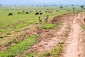 Field with zebras and blue wildebeest and dirt road Royalty Free Stock Photo