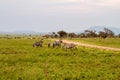 Field with zebras and blue wildebeest and dirt road Royalty Free Stock Photo