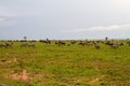 Field with zebras and blue wildebeest and dirt road Royalty Free Stock Photo