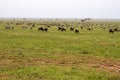 Field with zebras and blue wildebeest and dirt road Royalty Free Stock Photo