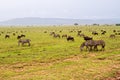 Field with zebras and blue wildebeest and dirt road Royalty Free Stock Photo