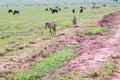 Field with zebras and blue wildebeest and dirt road Royalty Free Stock Photo