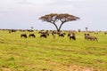 Field with zebras and blue wildebeest and dirt road Royalty Free Stock Photo