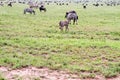 Field with zebras and blue wildebeest Royalty Free Stock Photo