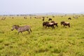 Field with zebras and blue wildebeest Royalty Free Stock Photo