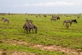 Field with zebras and blue wildebeest Royalty Free Stock Photo