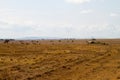 Field with zebras and blue wildebeest Royalty Free Stock Photo