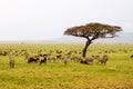 Field with zebras and blue wildebeest Royalty Free Stock Photo