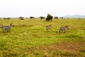 Field with zebras and blue wildebeest Royalty Free Stock Photo