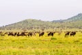 Field with zebras and blue wildebeest Royalty Free Stock Photo