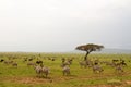 Field with zebras and blue wildebeest and tree Royalty Free Stock Photo