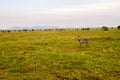 Field with zebras and blue wildebeest Royalty Free Stock Photo