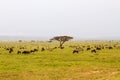 Field with zebras and blue wildebeest in Serengeti Royalty Free Stock Photo