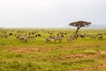 Field with zebras and blue wildebeest in Serengeti Royalty Free Stock Photo