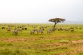 Field with zebras and blue wildebeest in Serengeti Royalty Free Stock Photo