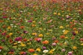 Field of Zinnias