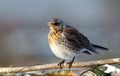 Fieldfare