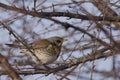 Fieldfare