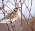 Fieldfare bird sits on a branch in spring